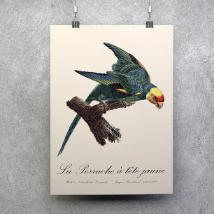 Karolinasittich, Conuropsis carolinensis Poster