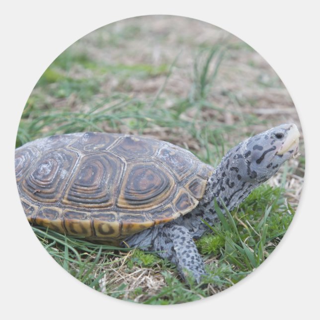 Karondback Terrapin Schildkrötenkleber Runder Aufkleber (Vorderseite)