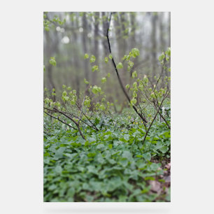 Karpaten-Waldboden Rumänien Naturfotografie Acrylschild