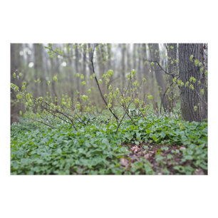 Karpaten-Waldboden Rumänien Naturfotografie Fotodruck