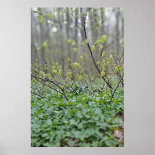Karpaten-Waldboden Rumänien Naturfotografie Poster