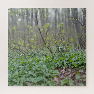 Karpaten-Waldgrund Rumänien Naturfotografie