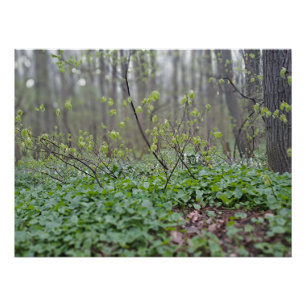 Karpaten-Waldgrund Rumänien Naturfotografie Poster
