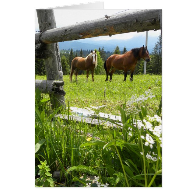 Karpatengebirge - Ukraine (Vorne)