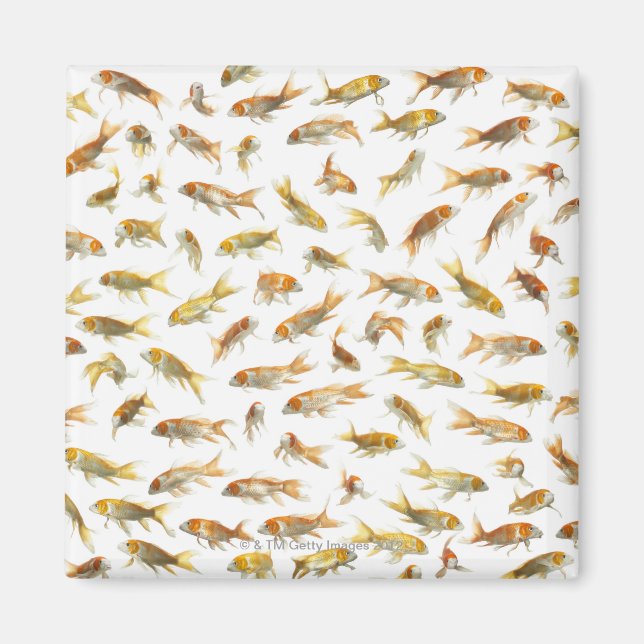 Karpfen (Cyprinus carpio) 2 Magnet (Vorne)