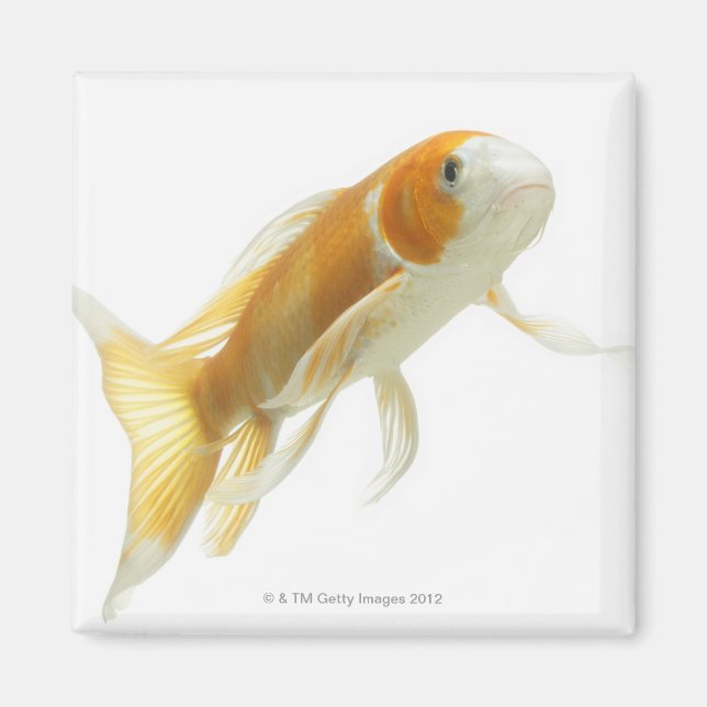 Karpfen (Cyprinus carpio) Magnet (Vorne)