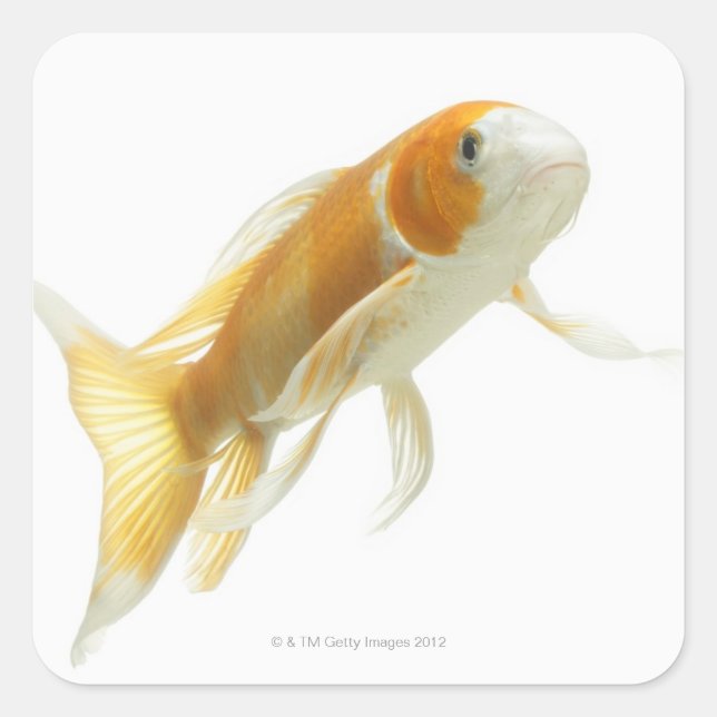 Karpfen (Cyprinus carpio) Quadratischer Aufkleber (Vorderseite)