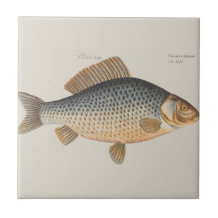 Karpfenfisch Fischmalerei Süßwasserzeichnung Fliese