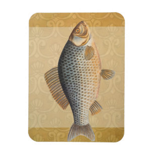 Karpfenfisch Fischmalerei Süßwasserzeichnung Magnet