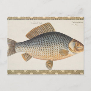 Karpfenfisch Fischmalerei Süßwasserzeichnung  Postkarte