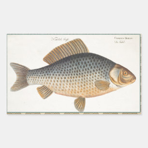 Karpfenfisch Fischmalerei Süßwasserzeichnung Rechteckiger Aufkleber