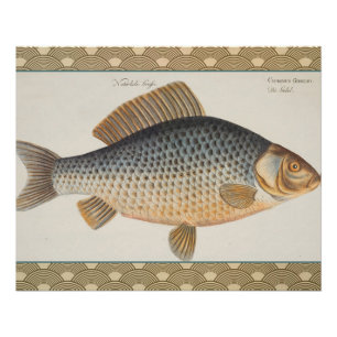 Karpfenfisch Malerei Süßwasser Zeichnung  Poster