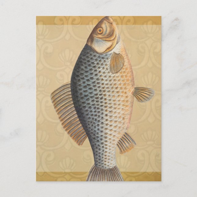 Karpfenfisch, Süßwasser anstrichen Postkarte (Vorderseite)