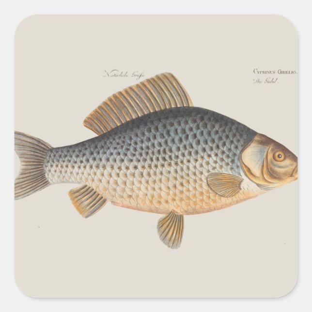Karpfenfisch, Süßwasser anstrichen Quadratischer Aufkleber (Vorderseite)
