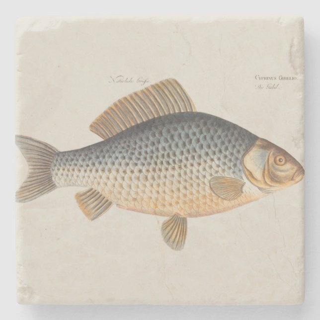 Karpfenfisch, Süßwasser anstrichen Steinuntersetzer (Vorderseite)