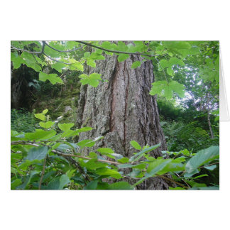 Karte5, Baumstamm/Blätterkranz, Kartenserie Wald
