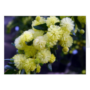 Karte Acacia - Mimosa