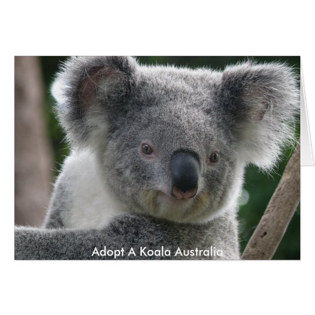 Karte Adoptiert Koala Australien (Vorderseite (Horizontal))