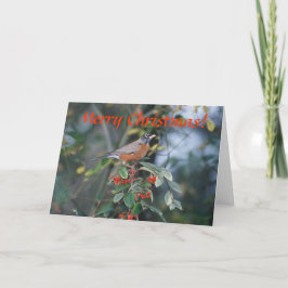 Karte / amerikanischer Robin / Weihnachten