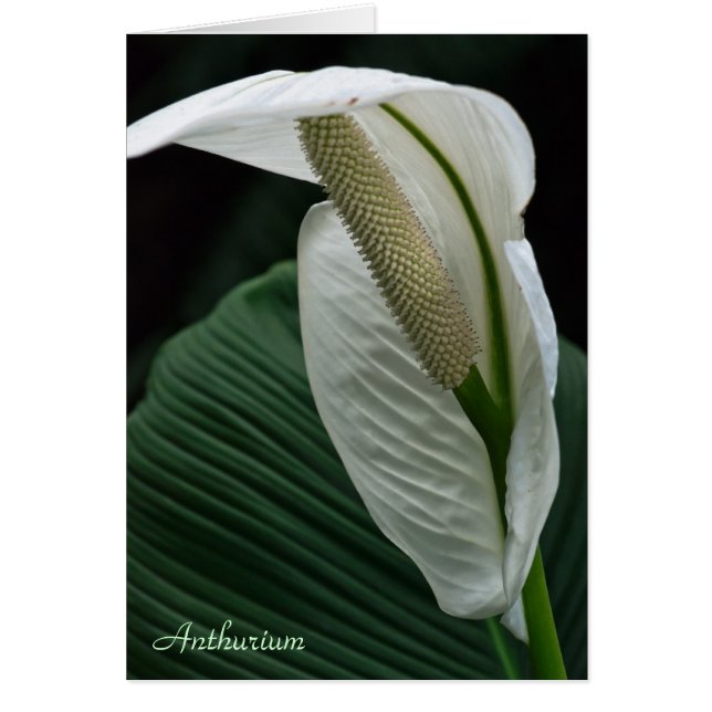 Karte: Anthurium-Blume (Vorne)
