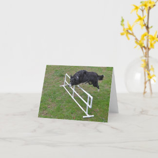 Karte - Border Collie Jumping