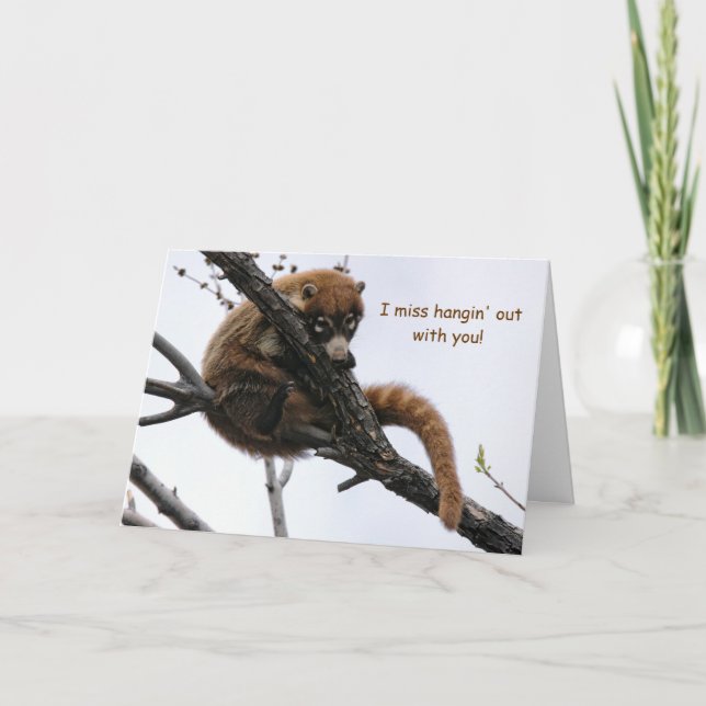 Karte: Coatimundi #5 Karte (Vorderseite)