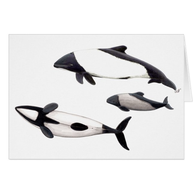 Karte Delphin von ovejera Commerson oder tonina (Vorderseite (Horizontal))