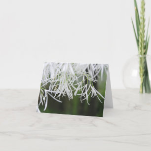 Karte des Fransenbaums (Chionanthus virginicus)