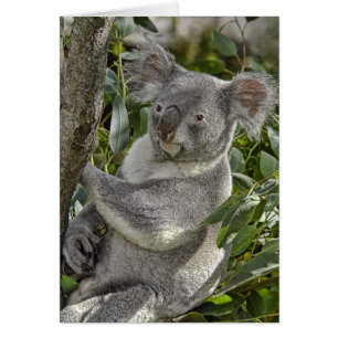 Karte des Koala-Bärn-2