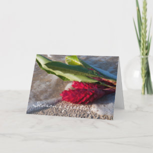 Karte des roten Ingwers