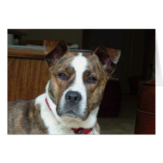 Karte: Edelhund (Vorderseite (Horizontal))