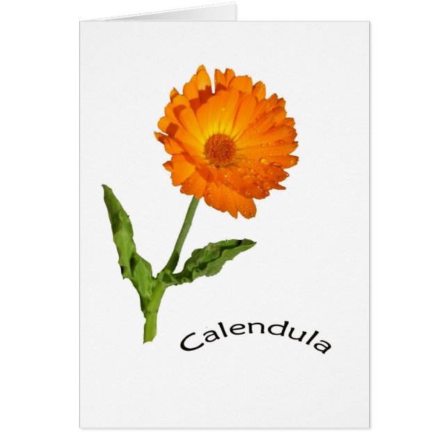 Karte - freier Raum - Calendula mit Aufkleber (Vorne)