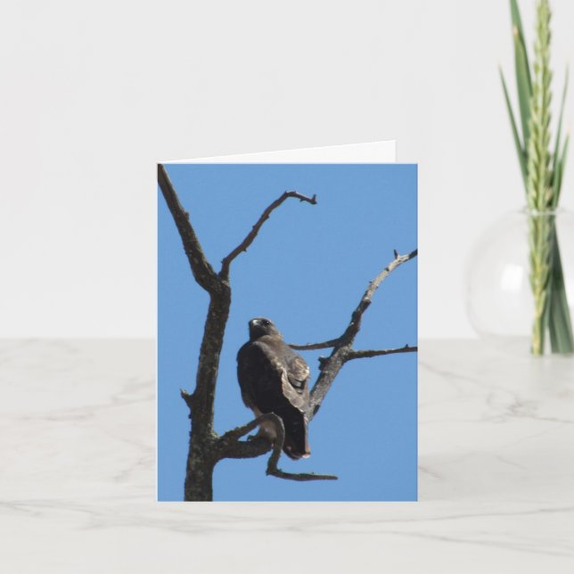 Karte - Gruß - Bird of Prey (Vorderseite)
