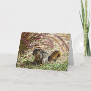 Karte - Gruß - Eichhörnchen im Schatten