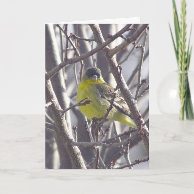 Karte - Gruß - Gelber Bird in Branchen (Vorderseite)