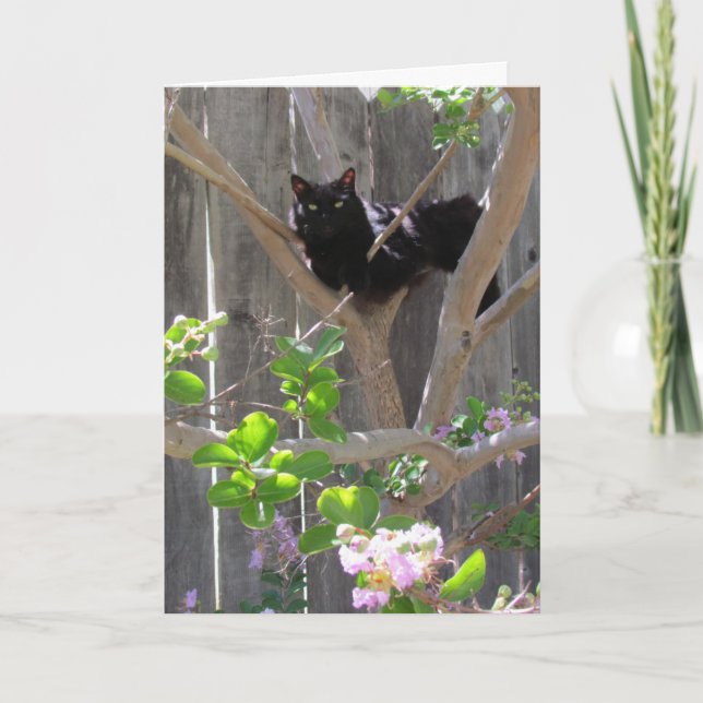 Karte, Gruß - Katze in Zweigstellen Karte (Vorderseite)