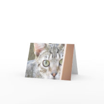 Karte - Hinweis - Forlorn Kitten