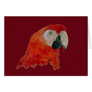 Karte - Macaw