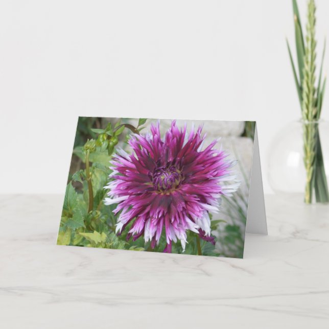 Karte mit lila-weißer Dahlia (Vorderseite)