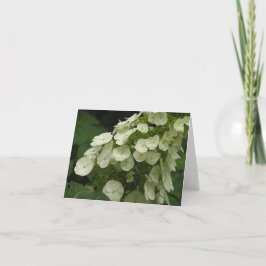 Karte Oakleaf Hydrangea (Hydrangea quercifolia)