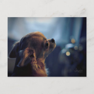 Karte postale, chien chihuahua