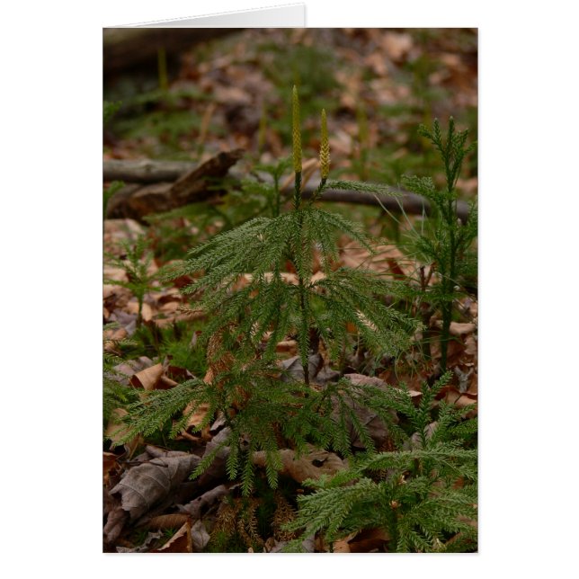 Karte Prinzessin-Kiefer (Vorne)