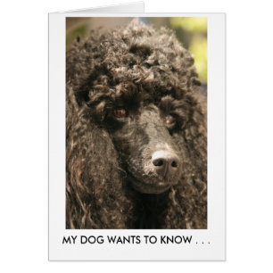 Karte, Pudel, MEIN HUND WILL, UM ZU WISSEN…