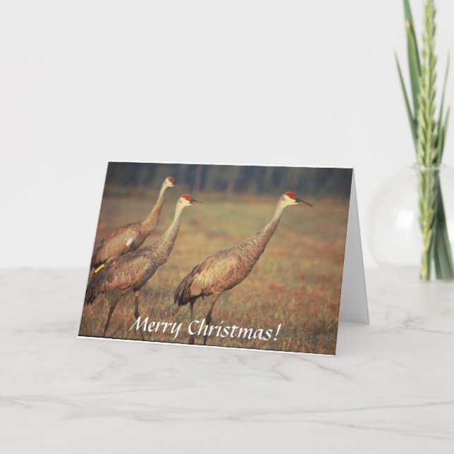 Karte / Sandhügelkrane / Weihnachten (Vorderseite)