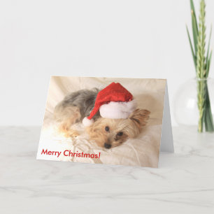 Karte Sankt Yorkie