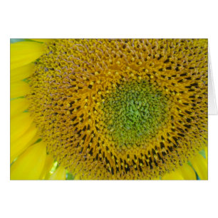 Karte Sonnenblume, Decke, gestaltbar