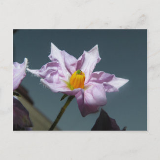 KartoffelBlume Postkarte