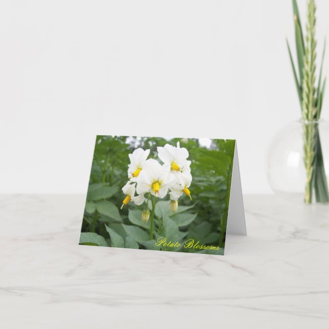 Kartoffelblütennotecard Karte (Vorderseite)