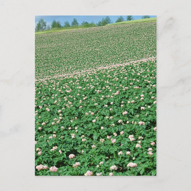 Kartoffelfeld 3 postkarte (Vorderseite)