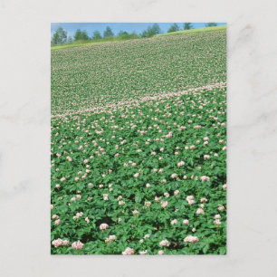 Kartoffelfeld 3 postkarte